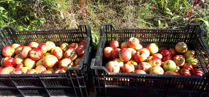 Obstkeltersaison und Apfelverkauf hat begonnen