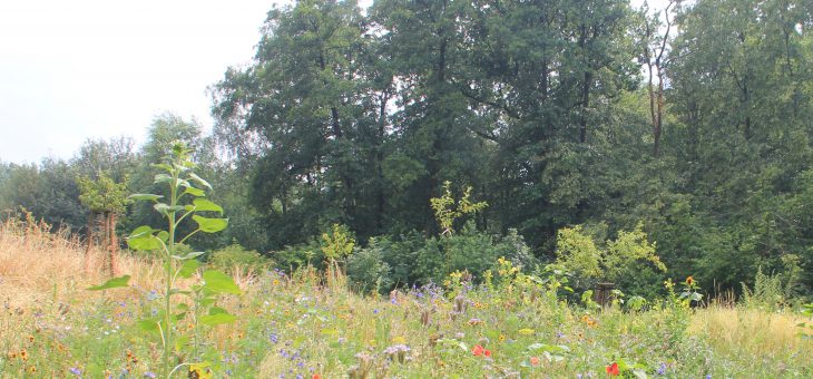 Zweite Schmetterlingsblumenwiese auf dem Grundstück angelegt